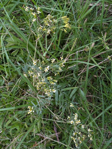 Tagetes terniflora, photograph 4