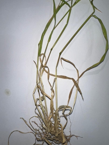 Aegilops ventricosa, photograph 4