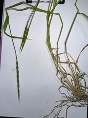 Aegilops ventricosa, photograph author not stated, no rights reserved
