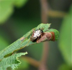 Calligrapha confluens