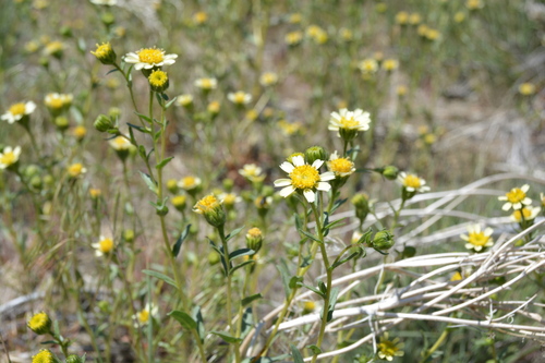 pale-yellow layia (Layia heterotricha)