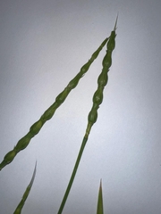 Aegilops ventricosa, photograph author not stated, no rights reserved
