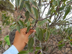 Rhus virens choriophylla