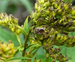 Merocoris distinctus