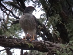 Accipiter minullus