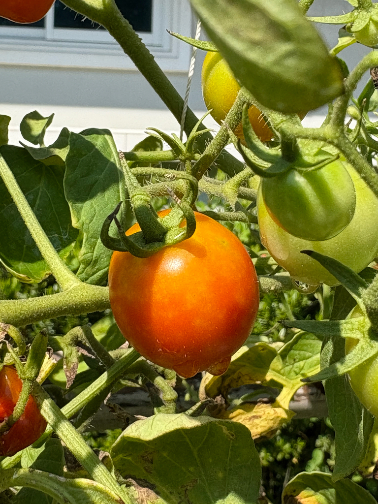 Solanum lycopersicum