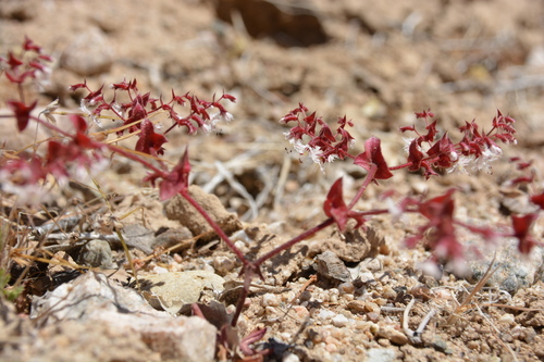 perfoliate spineflower (Mucronea perfoliata)