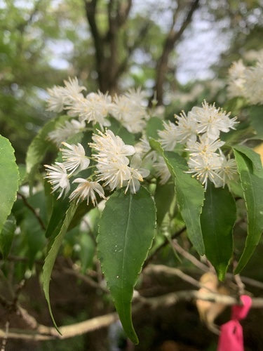 Myrtaceae observed 2025-05-25