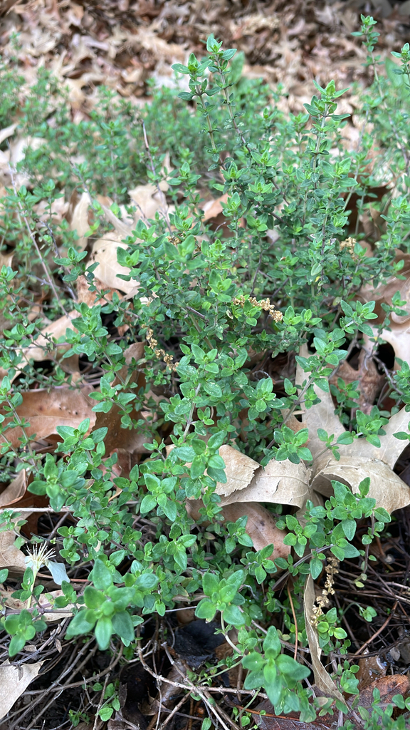 Thymus