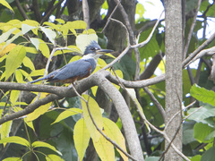 Megaceryle torquata