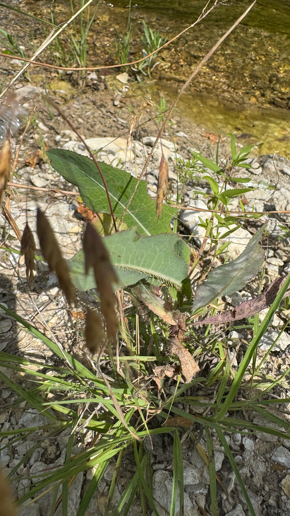 Lactuca sativa