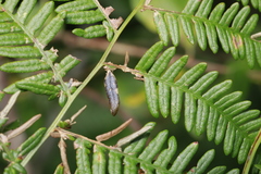 Dasineura pteridis