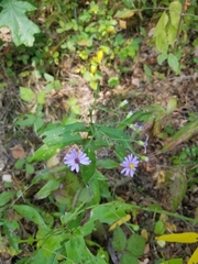 Symphyotrichum laeve laeve