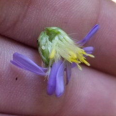 Symphyotrichum laeve laeve