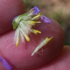 Symphyotrichum laeve laeve