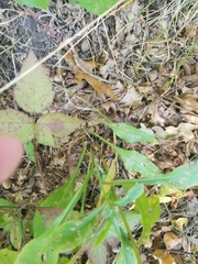 Symphyotrichum laeve laeve