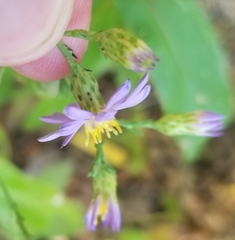 Symphyotrichum laeve laeve