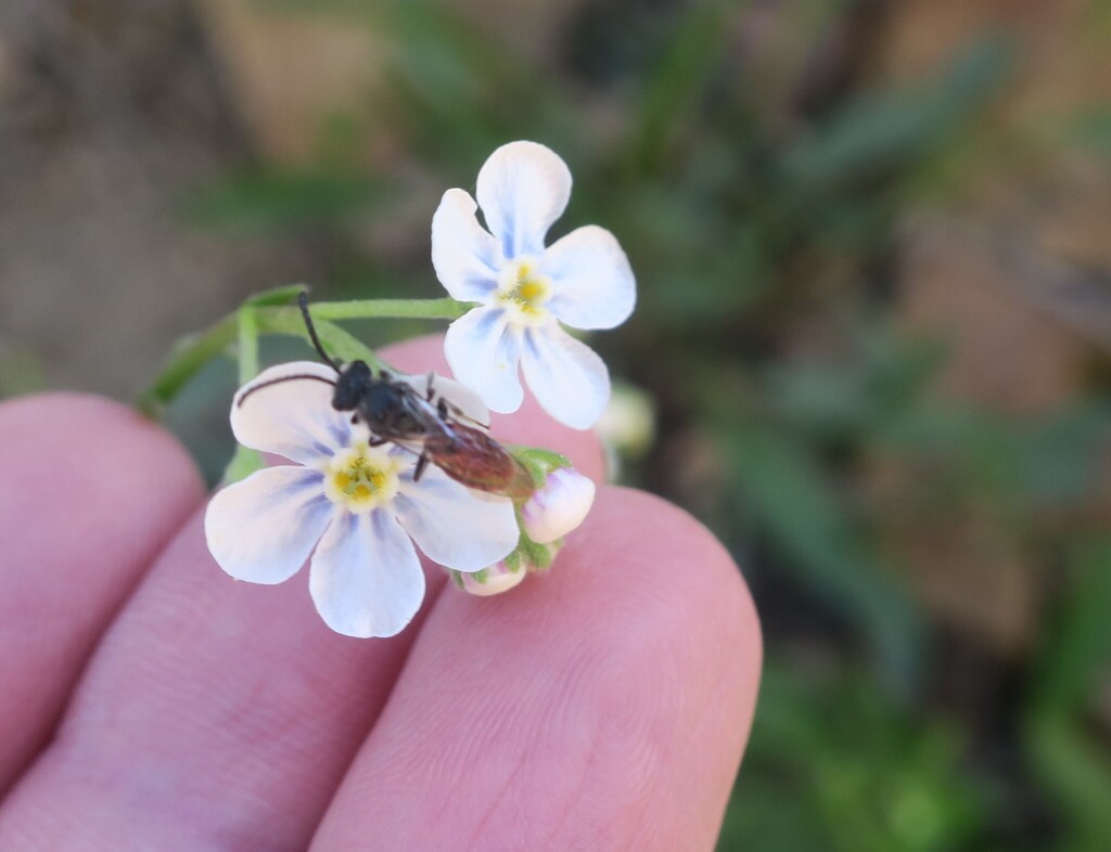 Anthophila