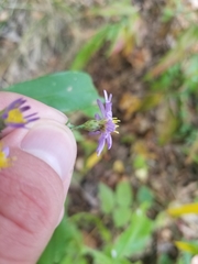 Symphyotrichum laeve laeve