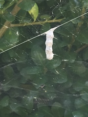 Mecynogea lemniscata
