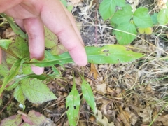 Symphyotrichum laeve laeve