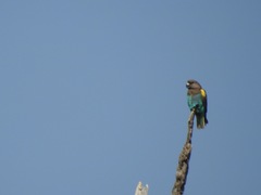 Poicephalus meyeri damarensis