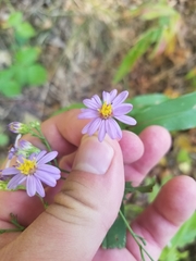 Symphyotrichum laeve laeve
