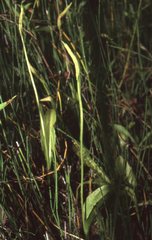 Ophioglossum pusillum