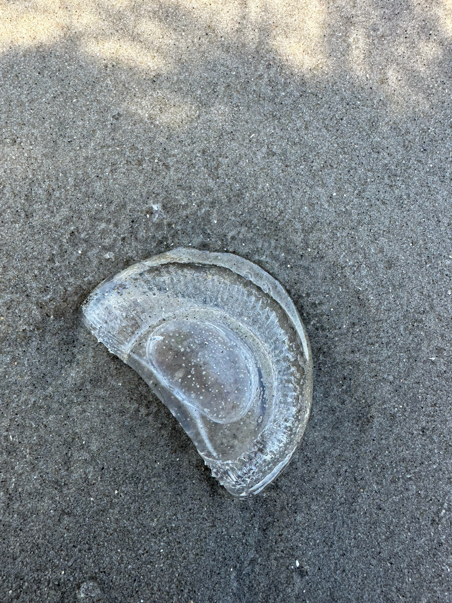 Rhacostoma atlanticum L.Agassiz, 1851