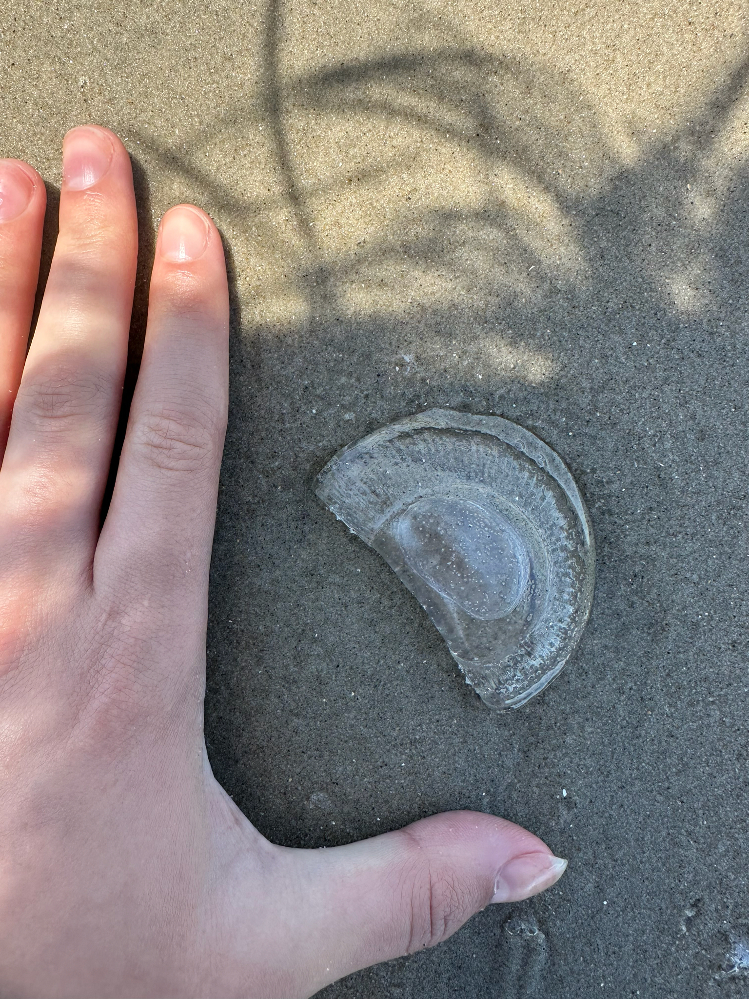 Rhacostoma atlanticum L.Agassiz, 1851