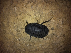 Polyphaga aegyptiaca