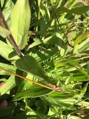 Castilleja rhexiifolia