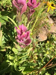Castilleja rhexiifolia