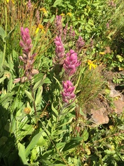 Castilleja rhexiifolia
