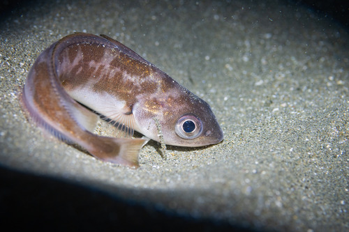 Bastard red cod (Pseudophycis breviuscula) — Moridae
