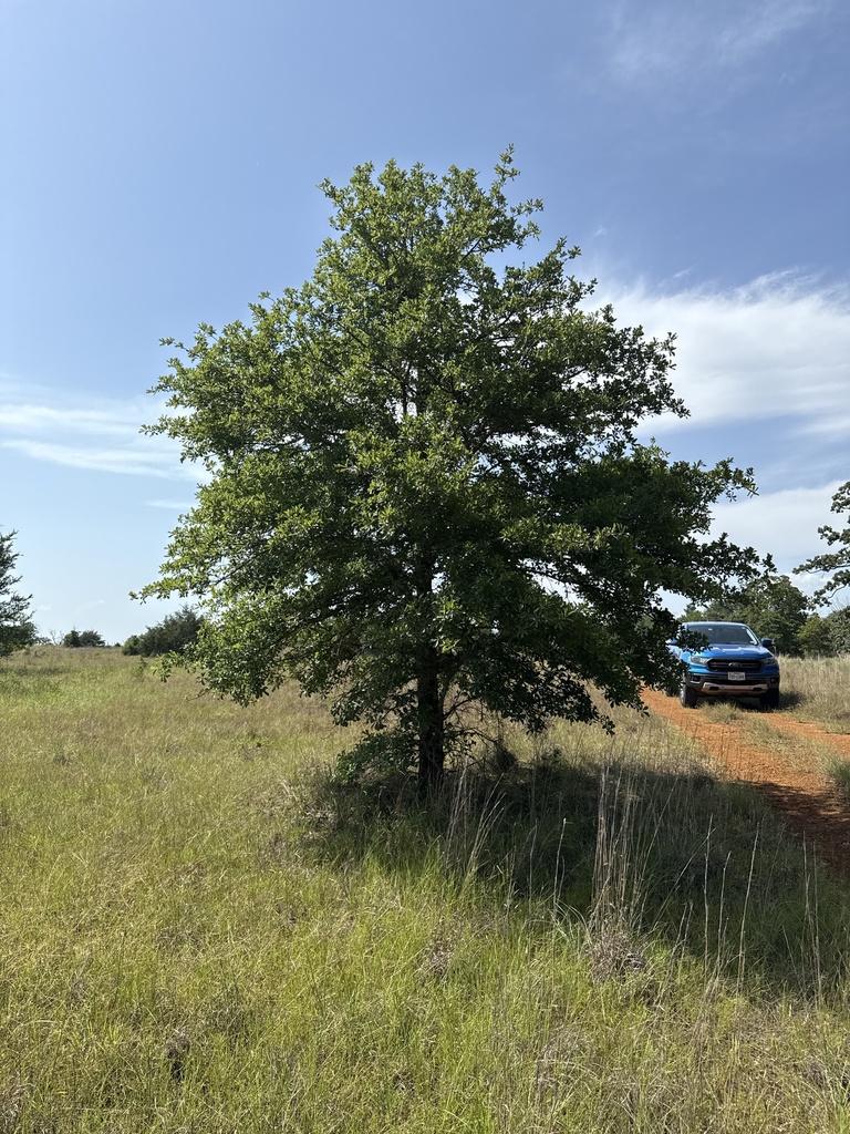 Quercus