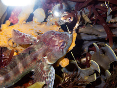 Obscure Triplefin photo 2