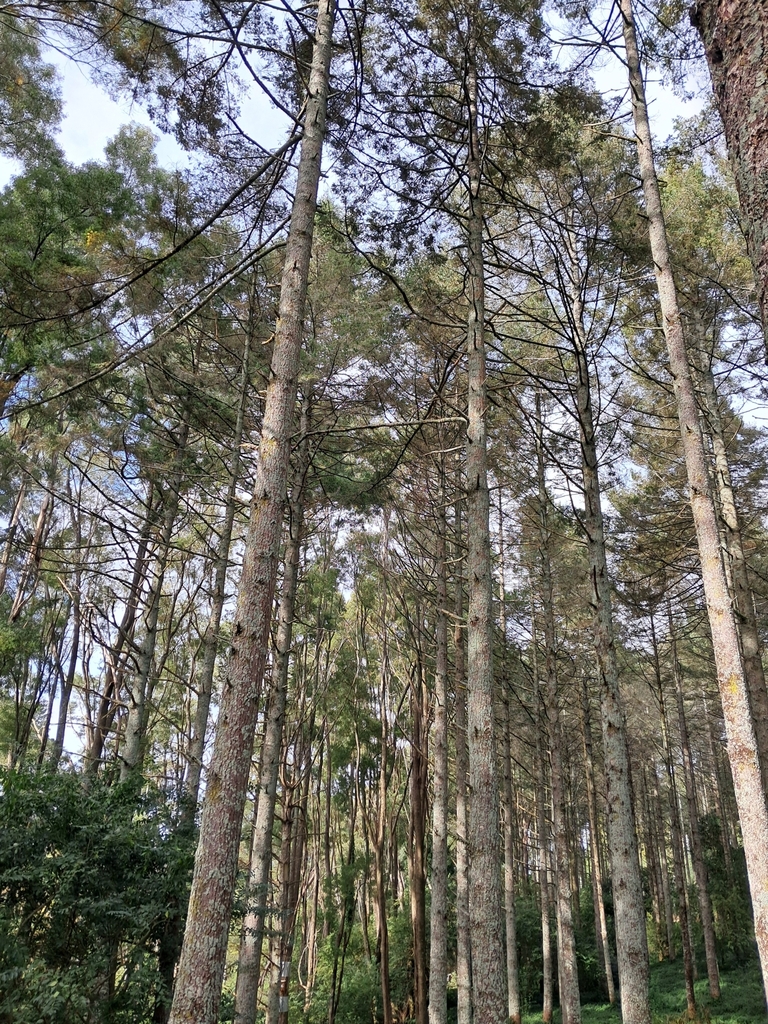 Pinus