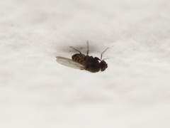 Drosophila repleta