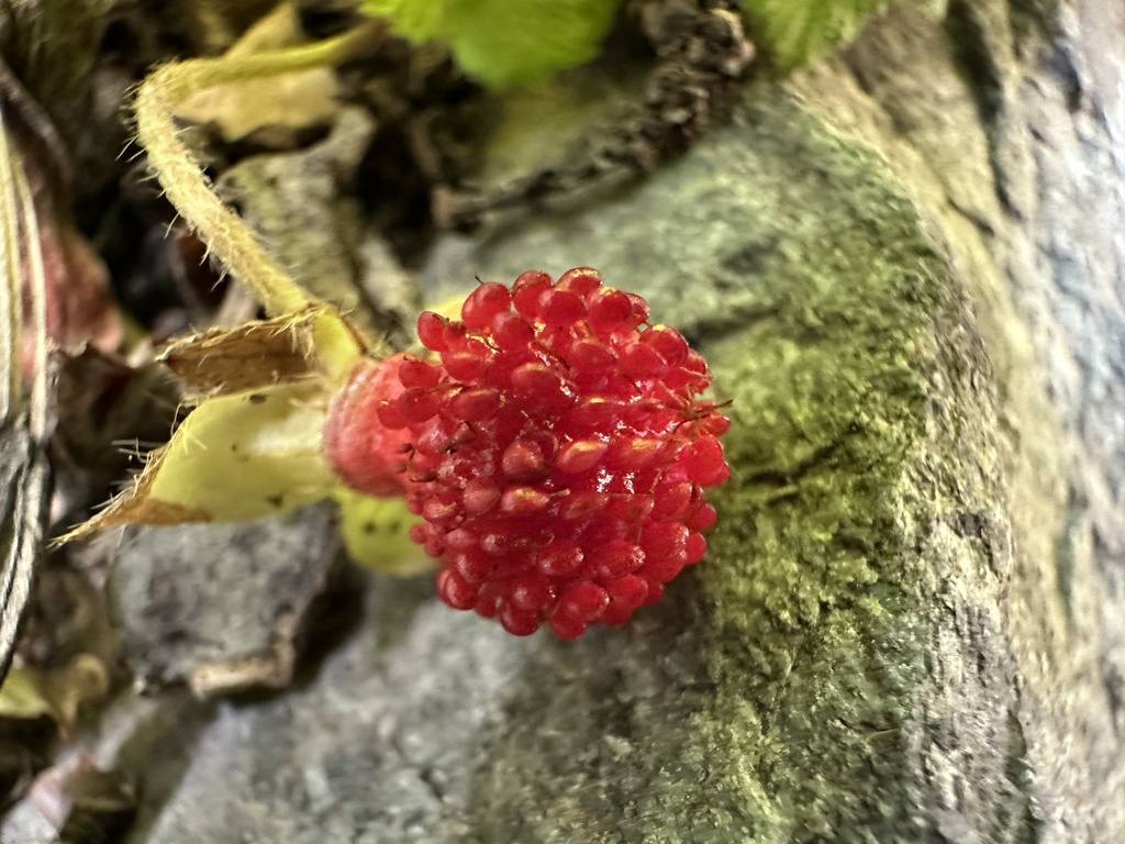 Fragaria