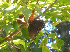Limenitis arthemis astyanax