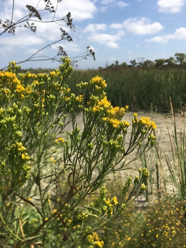 iNaturalist observation photo of western goldenrod
