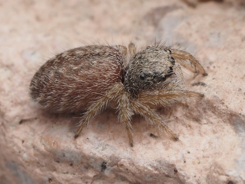 Phidippus octopunctatus photo 4