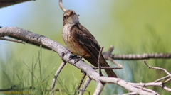 Pyrocephalus rubinus