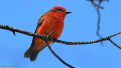 Pyrocephalus rubinus