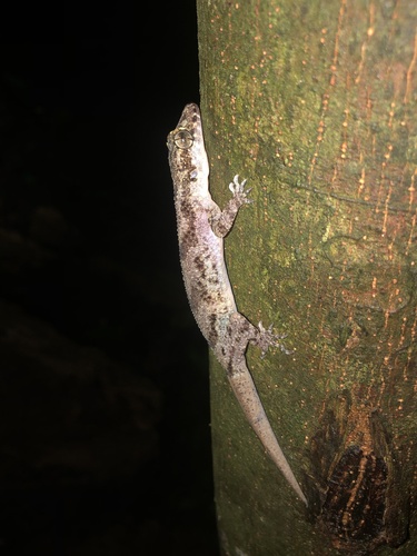 Cyrtodactylus jellesmae