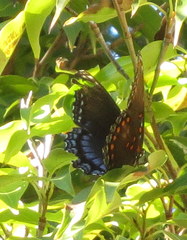 Limenitis arthemis astyanax