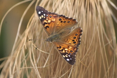 Asterocampa celtis antonia