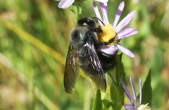 Xylocopa californica californica