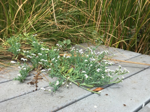 iNaturalist observation photo of alkali heliotrope